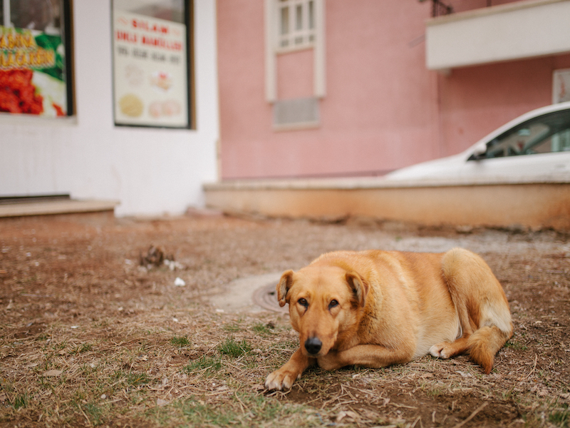 how do you deal with an aggressive stray dog